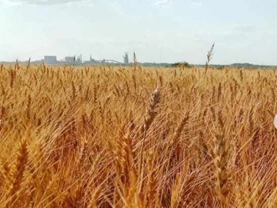 На полях Ростовской области обнаружили очаги мароккской саранчи