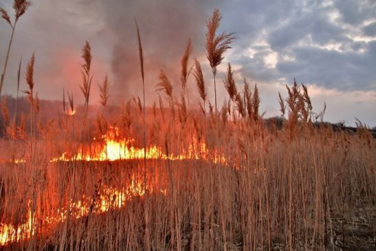 На Дону снова продлили штормовое предупреждение из-за пожароопасности