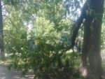 В Ростове на детской площадке упала ветка
