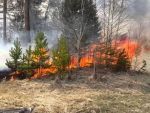 В Ростовской области почти полсотни спасателей тушат лесной пожар