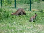 В Ростовском зоопарке родился кенгуру Беннетта