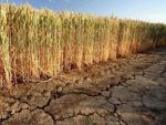 Синоптики предупредили о засухе в Ростовской области