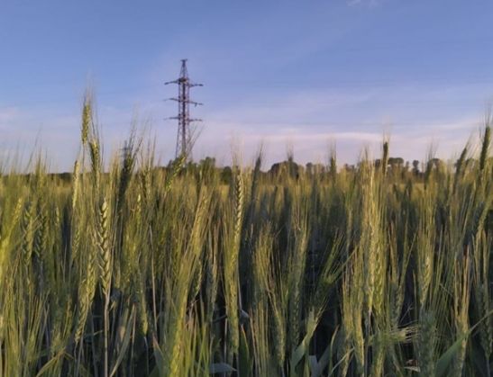 На Дону ожидаются усиление ветра и аномальная жара