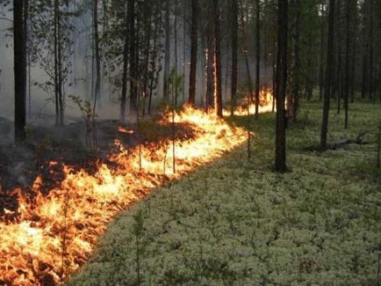 В Ростовской области на выходных ожидается чрезвычайная пожароопасность