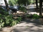На Оганова в Ростове ветки деревьев падают на головы прохожим