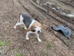В Ростовской области за полгода выявили пять случаев бешенства у животных