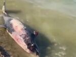 На берегу Таганрогского залива нашли мертвого дельфина