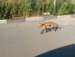 Жители Батайска заметили лису, разгуливающую по улицам города