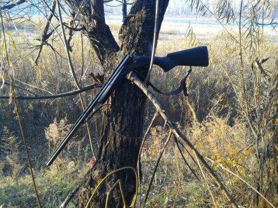 В Ростовской области с 1 августа разрешат охоту на волков и шакалов