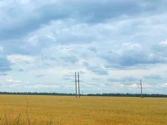 В Ростовской области синоптики зафиксировали засуху в Сальском районе