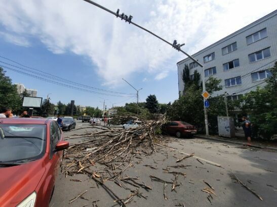 В Ростове шквалистый ветер повалил более 30 деревьев