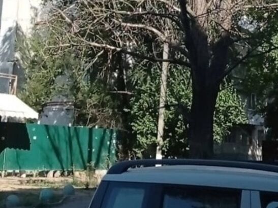 На Добровольского в Ростове огромная ветка упала на прохожую с ребенком