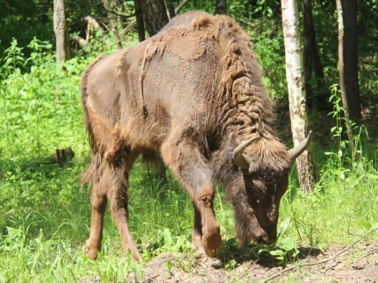 Зубра из Ростовского зоопарка скоро выпустят на волю в нацпарке «Угра»