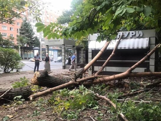 На Ворошиловском проспекте в Ростове огромное дерево рухнуло на тротуар