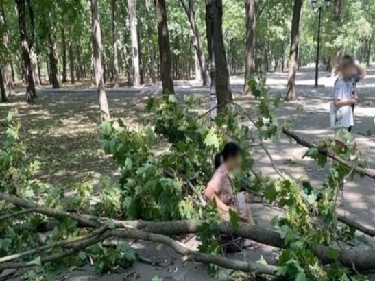 В Ростове на женщину с трехлетним ребенком упало дерево