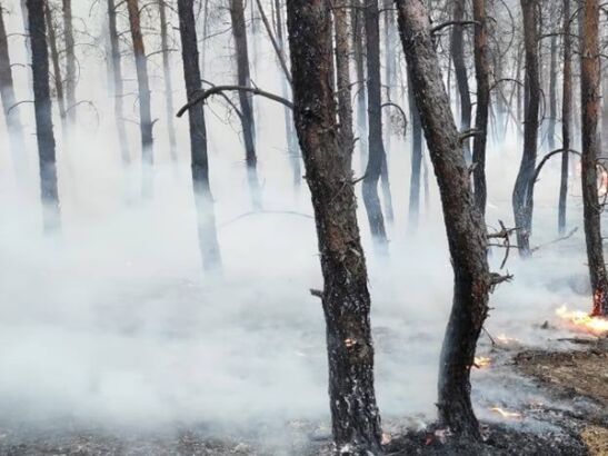 Площадь лесного пожара в Ростовской области увеличилась до 269 гектаров