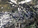 В Ростовской области еще в одном водоеме произошел мор рыбы