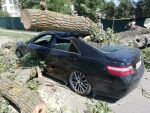 В Зернограде огромный тополь раздавил легковушку