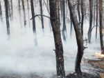 Площадь лесного пожара в Ростовской области увеличилась до 269 гектаров