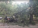 В Ростове огромная ветка упала на прохожую