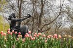 На высадку тюльпанов в Ростове потратят 17 миллионов рублей