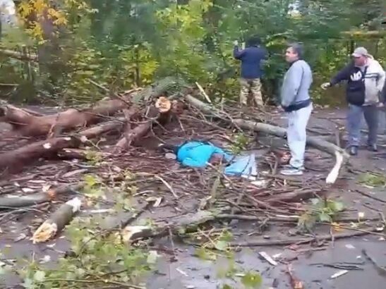 Прокуратура проводит проверку по факту смерти жительницы Гуково, раздавленной деревом