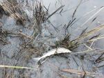 В водоемах под Ростовом произошел мор рыбы