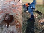 В Ростовской области спасли собаку, упавшую в глубокий колодец