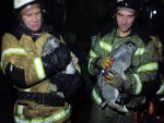 В Новочеркасске при пожаре в хозпостройке едва не погибли кролики и куры