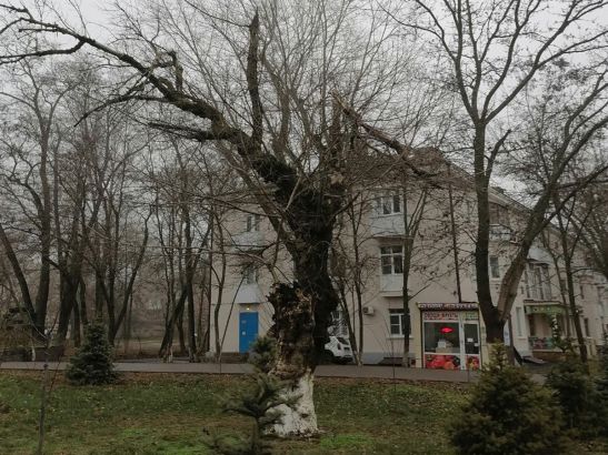 В Ростове на Оганова жильцы просят спилить аварийное дерево
