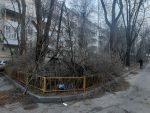В центре Ростова рабочие спилили ветки и оставили их во дворе жилого дома
