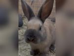 Сотрудники Ростовского зоопарка поделились забавным видео с кроликами
