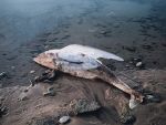 На берегу Таганрогского залива нашли обледеневшее тело дельфина