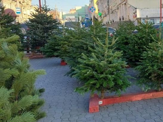 Жителям Ростова назвали адреса, где можно сдать на переработку елку
