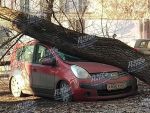 В центре Ростова упавшее дерево раздавило «Ниссан»