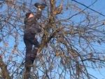 В Гуково спасли котенка, застрявшего на дереве: видео