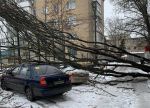 В Шахтах из-за сильного ветра массивное дерево упало на два автомобиля