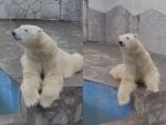 Сотрудники Ростовского зоопарка поделились забавным видео в День полярного медведя