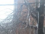 В Ростове ветхое дерево на Ленина создает опасность для пешеходов