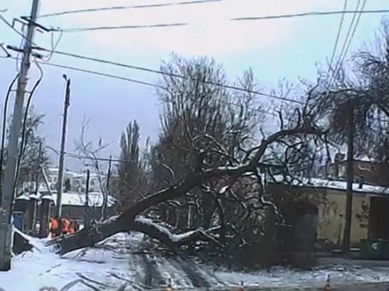 В Ростове десятки упавших деревьев повредили авто и заблокировали проезд