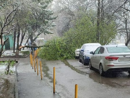 В Ростове на Северном из-за ветра на автомобиль упало дерево