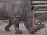 В Ростовском зоопарке носороги резвятся в летних вольерах: видео