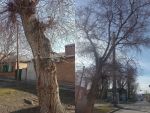 В Ростове сухое дерево в Пролетарском районе создает опасность для пешеходов