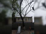 В Ростове аварийные деревья на Киргизской создают опасность для пешеходов