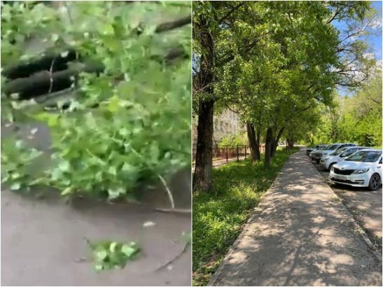 После публикации Rostov.ru убрали дерево, которое мешало проходу ростовчан