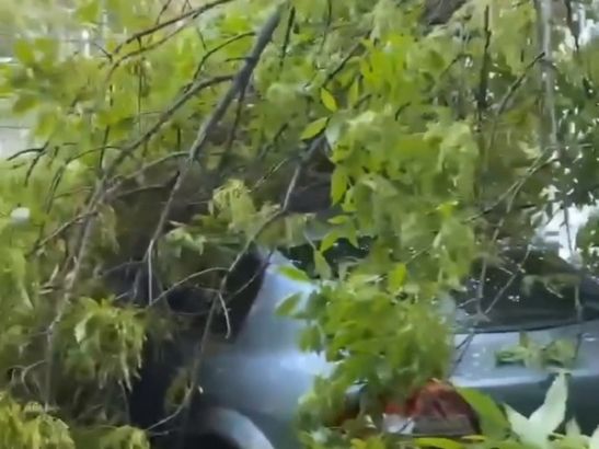 В Ростове на Вятской огромная ветка раздавила «Рено»