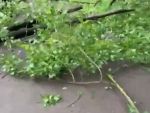 В Ростове упавшее на Военведе дерево мешает проходу пешеходов