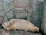 Жители переживают за состояние белого медведя в Ростовском зоопарке