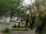 В Ростове в Военведе аварийное дерево повисло над тротуаром