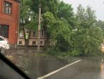 В центре Ростова упавшая из-за мощного ливня ветка перегородила дорогу транспорту
